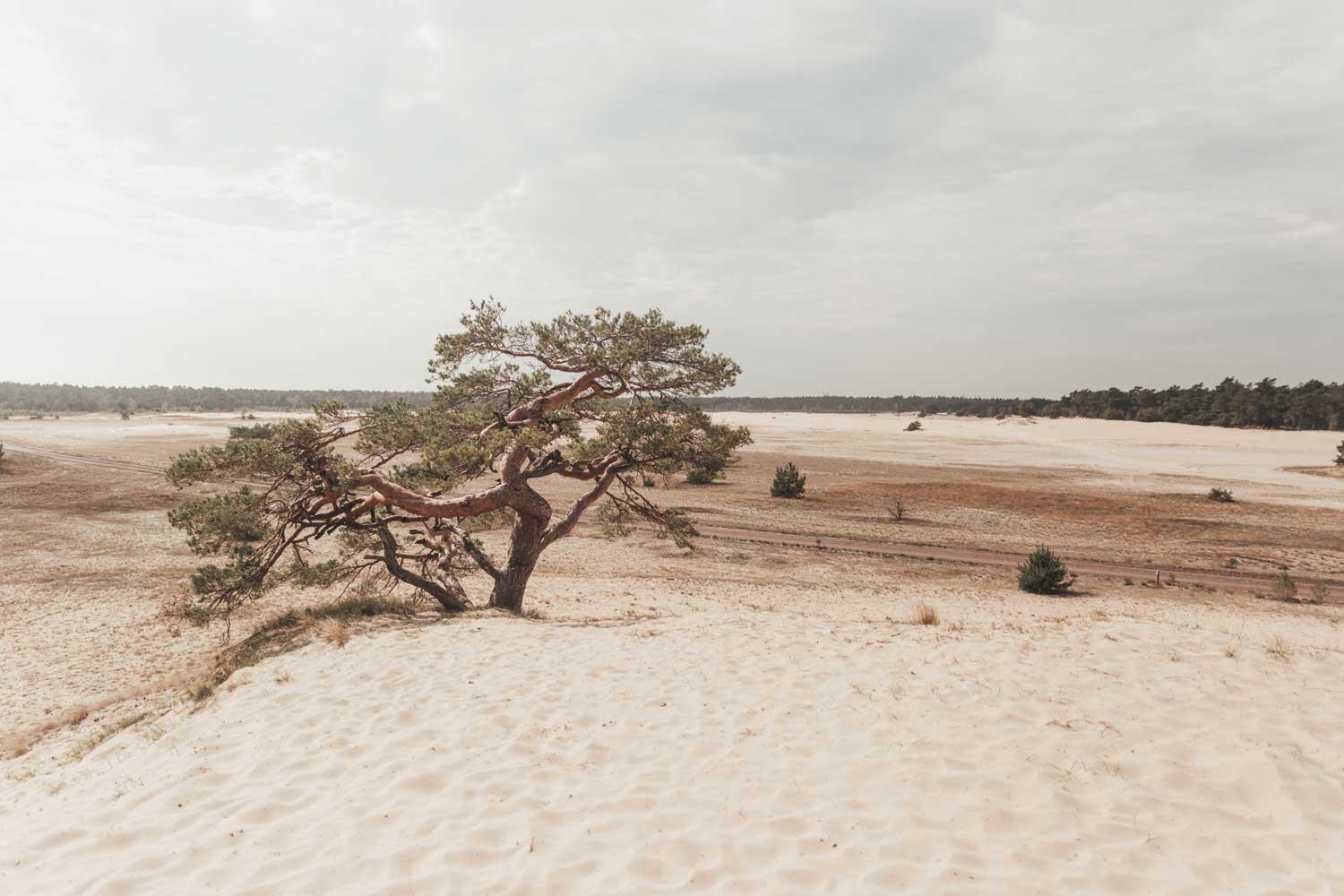 Tinyhouse Grasmus Villa Nunspeet Bagian luar foto